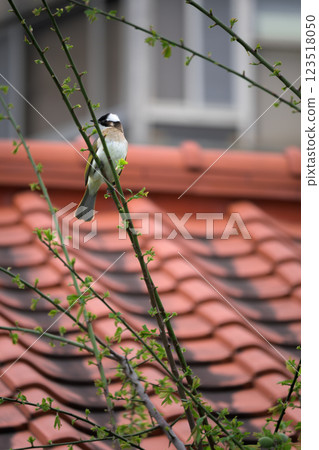 西門羽備長 123518050