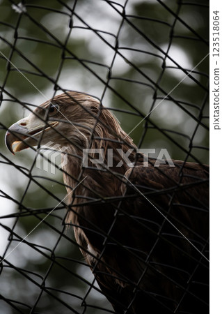 Rin Golden Eagle 123518064