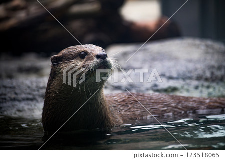 Otter 123518065