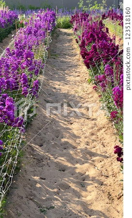 Oasis supports flowers in arid land, flower farming sustaining floral beauty, flowers benefiting from efficient irrigation, flower farming maximizing limited water resources. Oasis supports flowers in arid land, flower farming sustaining floral beauty, flowers benefiting from efficient irrigation, flower farming maximizing limited water resources. 123518160
