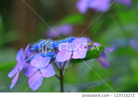 Hydrangea shining in the sunlight during the rainy season Hydrangea shining in the sunlight during the rainy season 123518213