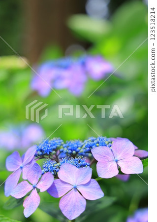 Hydrangea shining in the sunlight during the rainy season Hydrangea shining in the sunlight during the rainy season 123518214