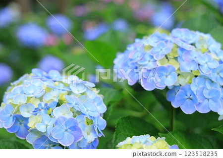 Hydrangea shining in the sunlight during the rainy season 123518235