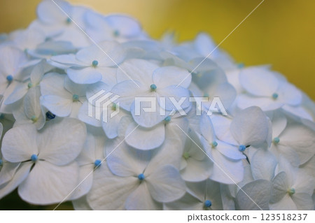 雨季時，繡球花在陽光下閃閃發光 123518237