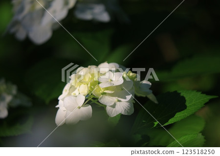 雨季時，繡球花在陽光下閃閃發光 123518250