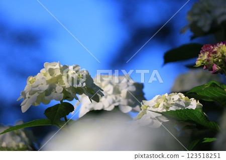 雨季時，繡球花在陽光下閃閃發光 123518251