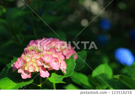 雨季時，繡球花在陽光下閃閃發光 123518258