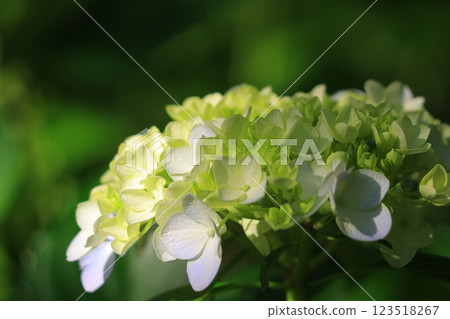 雨季時,繡球花在陽光下閃閃發光 雨季時,繡球花在陽光下閃閃發光 123518267