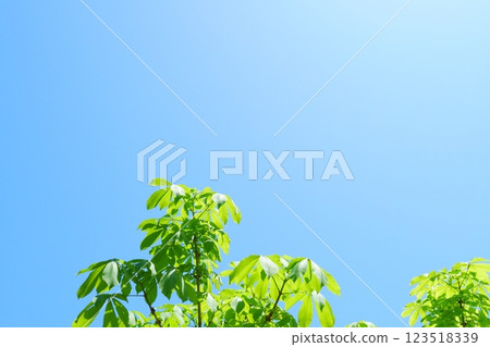 A refreshing photo of the sky and branches A refreshing photo of the sky and branches 123518339