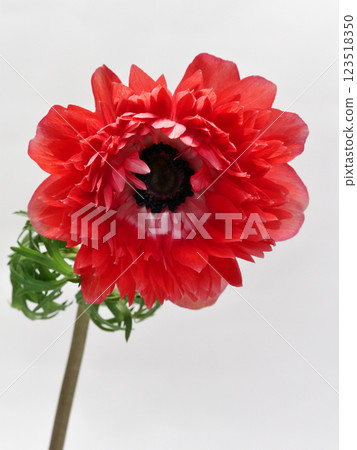 Red double-flowered anemone Red double-flowered anemone 123518350