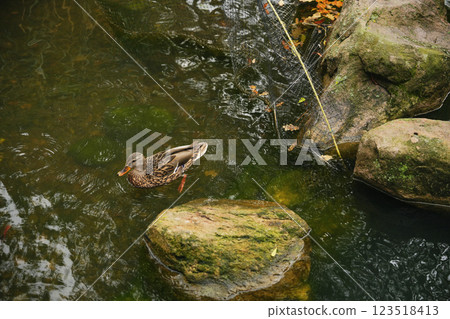 A duck swimming in a tranquil pond surrounded by rocks and greenery 123518413