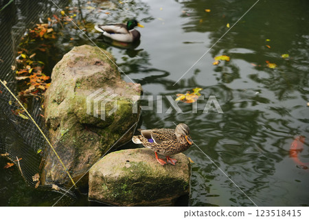Ducks relaxing on rocks beside a tranquil pond in autumn 123518415