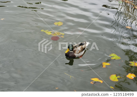 Duck swimming in a tranquil pond surrounded by autumn leaves Duck swimming in a tranquil pond surrounded by autumn leaves 123518499