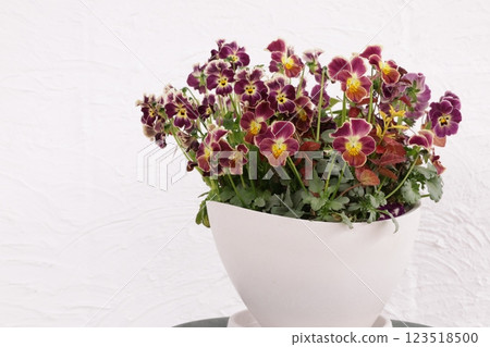 Planting viola 123518500