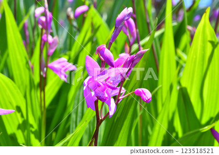 矽烷花 矽烷花 123518521