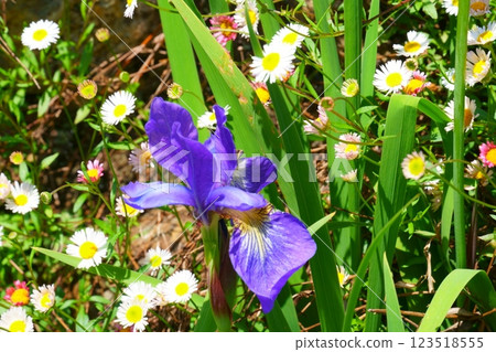 Iris flower Iris flower 123518555