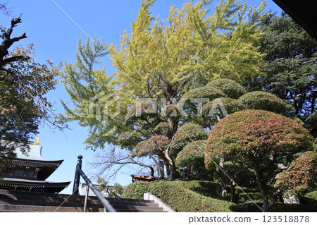 Beautifully trimmed autumn leaves 123518878
