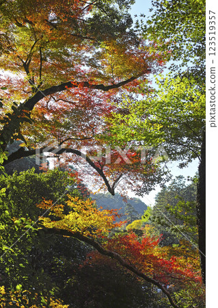 Autumn leaves at Minoh Waterfall Trail Autumn leaves at Minoh Waterfall Trail 123519357