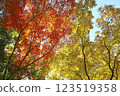 Autumn leaves at Minoh Waterfall Trail 123519358