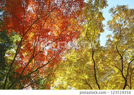 箕面瀑布步道的紅葉 箕面瀑布步道的紅葉 123519358