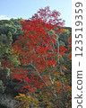 Autumn leaves at Minoh Waterfall Trail 123519359