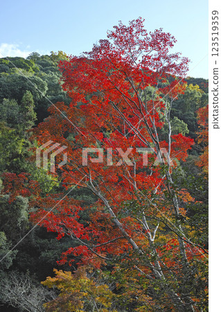 箕面瀑布步道的紅葉 123519359