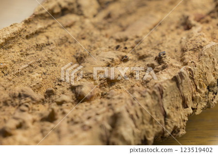 Cork bark 123519402