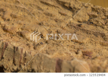 軟木樹皮 123519404