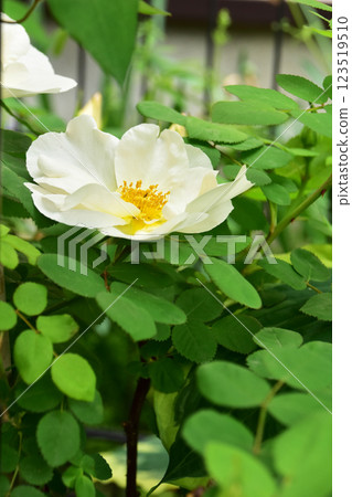 玫瑰內華達花 123519510