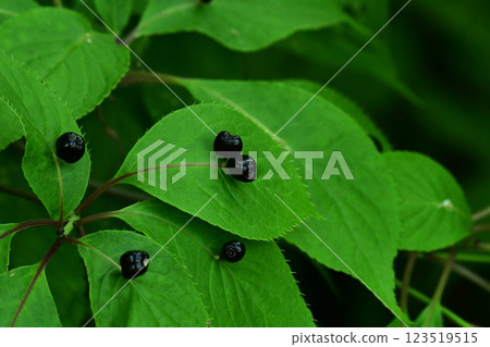 成熟的花筏果實 123519515