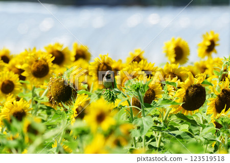 一隻普通的鹀在向日葵田裡撿拾昆蟲 123519518
