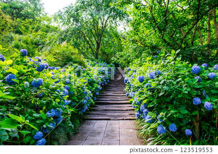 Kamakura City Meigetsu-in temple gate hydrangea Kamakura City Meigetsu-in temple gate hydrangea 123519553