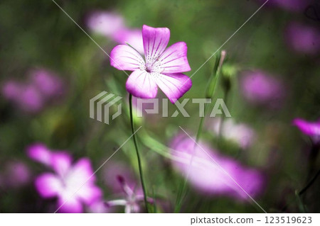 Mugisennou: Red flowers on a white background Mugisennou: Red flowers on a white background 123519623