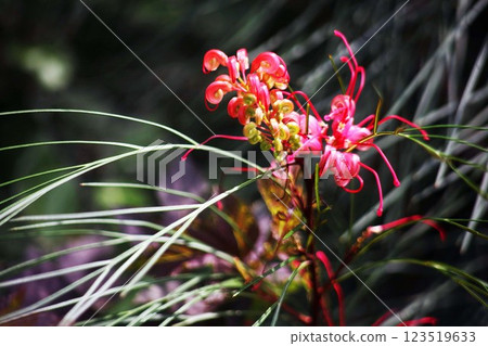 Unique Australian native flowers Unique Australian native flowers 123519633