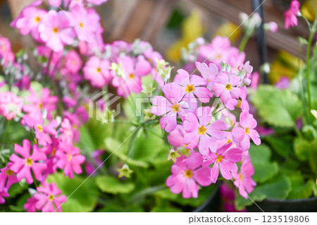 Primula malacoides Fairy primrose 123519806