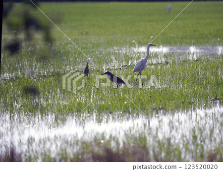Thai heron walking in rice field with any birds. 123520020