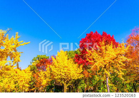 Osaka Castle Park in Autumn 123520163