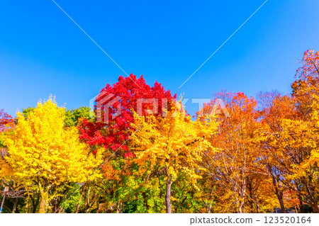 Osaka Castle Park in Autumn Osaka Castle Park in Autumn 123520164