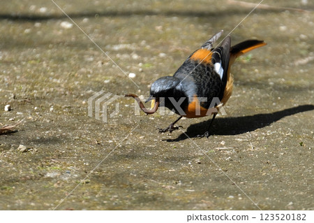 Daurian redstart eating an earthworm Daurian redstart eating an earthworm 123520182