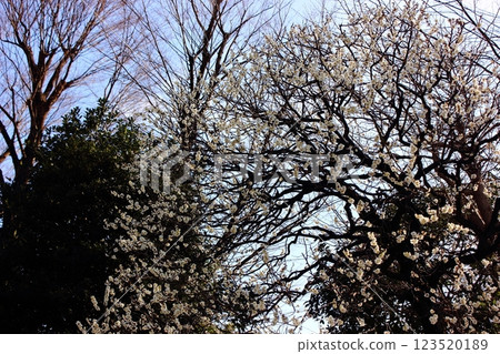 妙正寺境內的白梅花盛開（2） 123520189