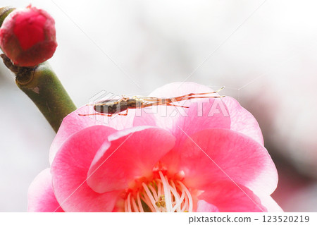 梅花上的一種長腿蜘蛛（Tōbai） 123520219