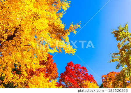Osaka Castle Park in Autumn 123520253