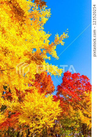 Osaka Castle Park in Autumn 123520254