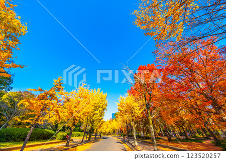 Osaka Castle Park in Autumn Osaka Castle Park in Autumn 123520257