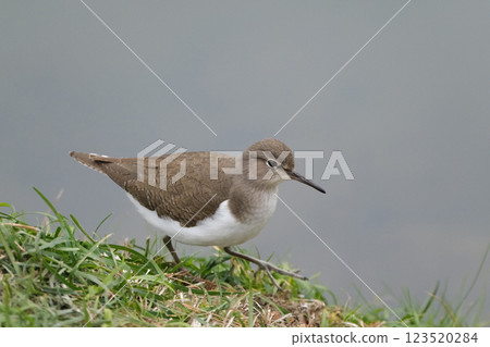 A walking sandpiper A walking sandpiper 123520284