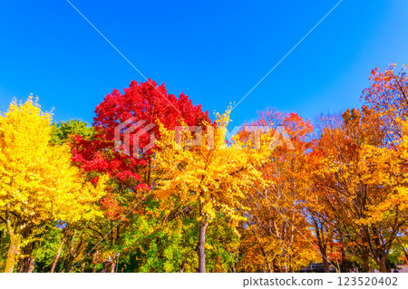Osaka Castle Park in Autumn 123520402