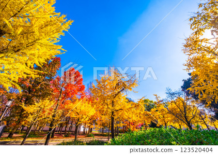 Osaka Castle Park in Autumn 123520404
