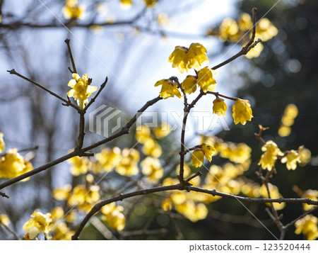 Yellow wintersweet flowers in full bloom Yellow wintersweet flowers in full bloom 123520444