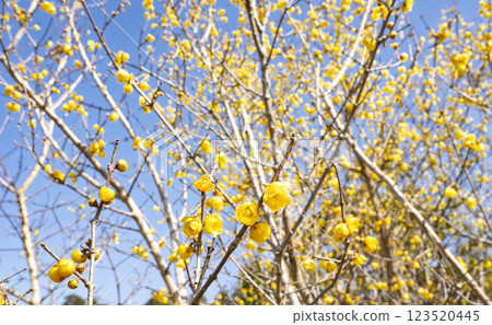 Yellow wintersweet blossoms under blue sky 123520445