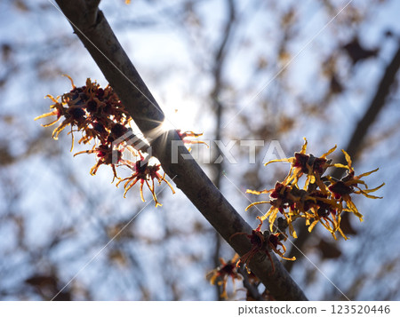 Morning when witch hazel flowers are blooming Morning when witch hazel flowers are blooming 123520446